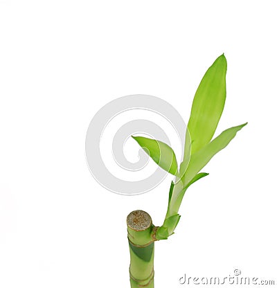 Bamboo Shoot on White Stock Photo