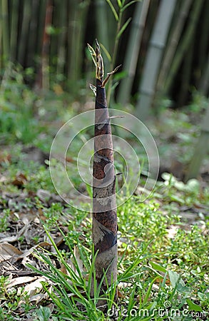 Bamboo shoots Stock Photo