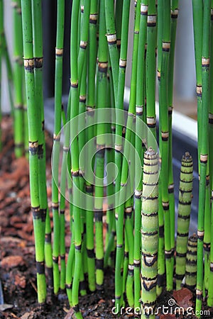 Bamboo Shoots Stock Photo