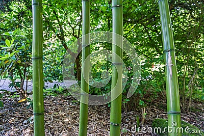 Bamboo Shoots Close-up Stock Photo