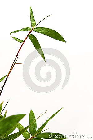 Bamboo sprig and raindrops Stock Photo