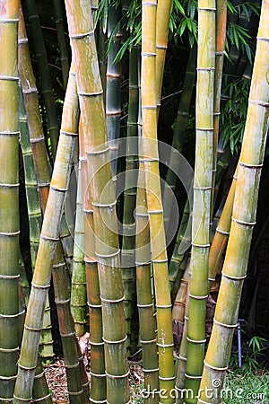 Bamboo thicket Stock Photo