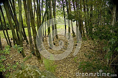 Bamboo thicket. Stock Photo