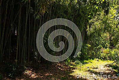Bamboo thickets in a city park Stock Photo
