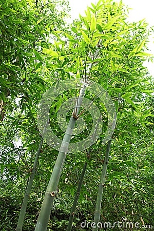 Bamboo tree Stock Photo