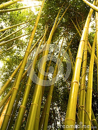 Bamboo tree 2 Stock Photo