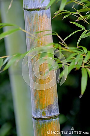 Bamboo tree Stock Photo