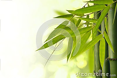 Bamboo tree Stock Photo