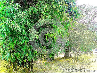 Bamboo tree Stock Photo