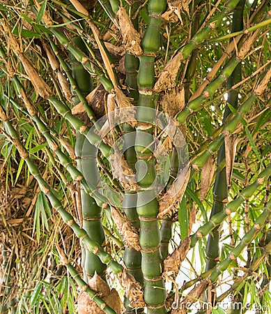 Bamboo tree Stock Photo