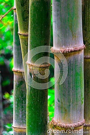 Bamboo tree Stock Photo