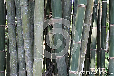 The bamboo tree is a perennial evergreen flowering plant from the Bambusoideae Stock Photo
