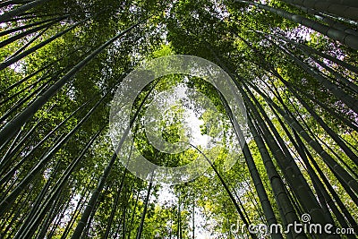 Bamboo tree trunks reach for the sky Stock Photo