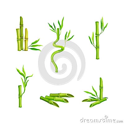 Bamboo tropical plants set. Green bamboo stems and leaves. Spa, wellness, ecology design vector illustration Vector Illustration