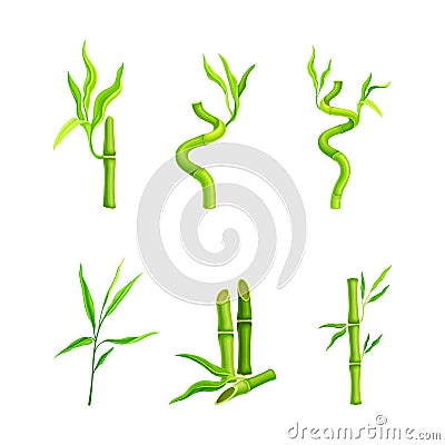 Bamboo tropical plants set. Green bamboo stems and leaves vector illustration Vector Illustration