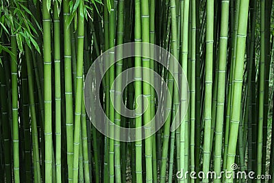 Bamboo trunk background, natural background of Asian forest. Bamboo forest pattern Stock Photo