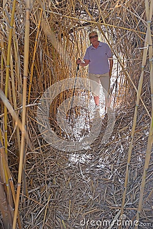 Bamboo Tunnel Stock Photo