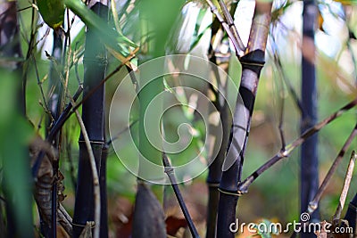 Bamboo turning black Stock Photo