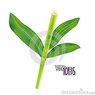 Bamboo twig with realistic leaves, isolated on white background. Decorative green branch. Stem and foliage, design young tree Vector Illustration