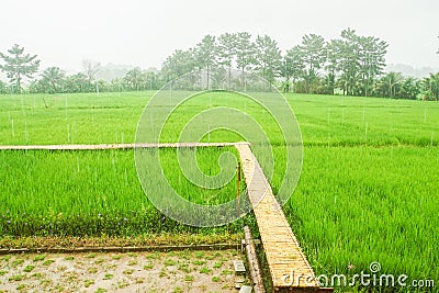 Bamboo walkway in the green rice paddy field with rain Stock Photo