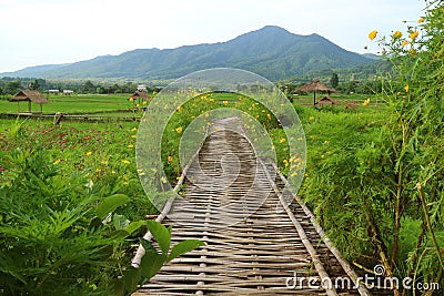 Bamboo Walkway on Vibrant Green Plantation and Paddy Field in Thailand Stock Photo