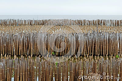 Bamboo wall in mangrove education center Stock Photo