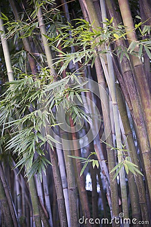 Bamboo, Zen tropical ambiance Stock Photo