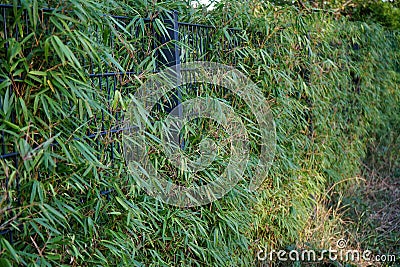 Bamboos are a diverse group of evergreen perennial flowering plants in the subfamily Bambusoideae of the grass family Poaceae. Stock Photo