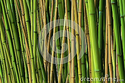 The bamboos are evergreen perennial flowering plants in the subfamily Bambusoideae of the grass family Poaceae Stock Photo