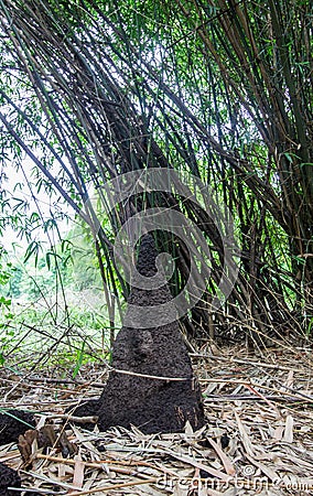 Anthill and bamboos at Waeruwan Garden in PhutthamonthonBuddhist park in Phutthamonthon district,Nakhon Pathom Province of Thaila Stock Photo