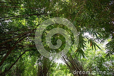 Bamboos at Waeruwan Garden in PhutthamonthonBuddhist park in Phutthamonthon district,Nakhon Pathom Province of Thailand Stock Photo