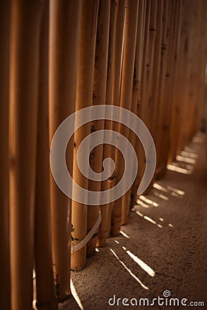 Bambou shadow Stock Photo