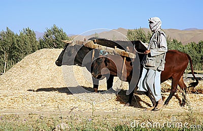 A farmer with oxen in Bamiyan, Afghanistan Editorial Stock Photo