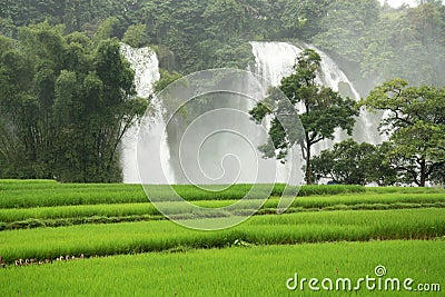 Ban Gioc Waterfall with ducks in a rice field Stock Photo