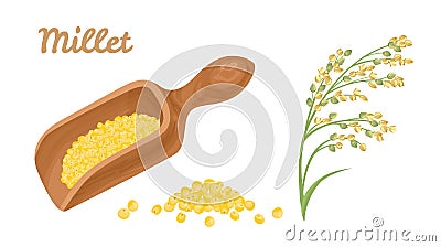 Millet groats in wooden scoop, heap of grain and proso millet ears isolated on white background. Vector illustration Vector Illustration