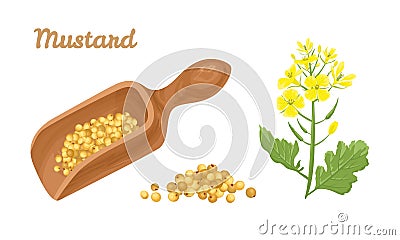 Yellow mustard seeds in wooden scoop and flowering plant isolated Vector Illustration