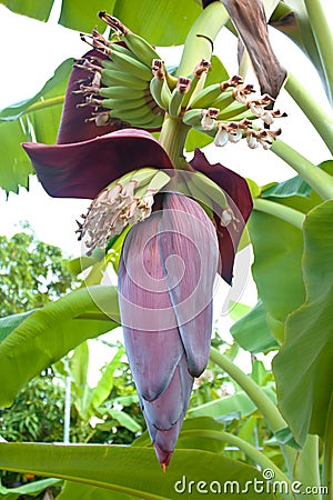 Banana Blossom Stock Photo