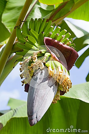 Banana blossom and fruits Stock Photo