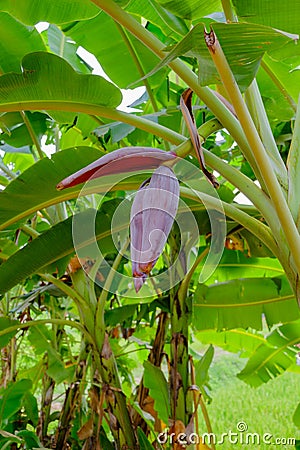Banana blossom is going to grow bananas on a banana tree. Stock Photo