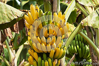 Banana Bunch On Tree Stock Photo