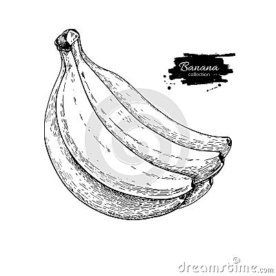 Banana bunch vector drawing. Isolated hand drawn object on white Vector Illustration