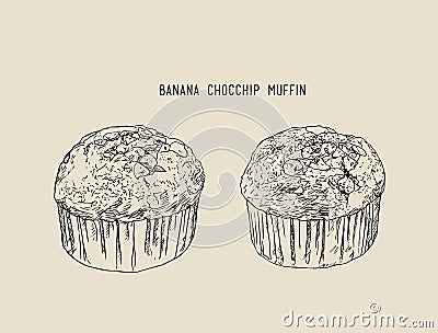 Banana Chocolate chip muffins , sketch vector. Vector Illustration