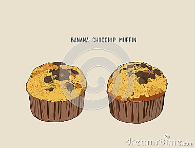 banana Chocolate chip muffins , sketch vector. Vector Illustration