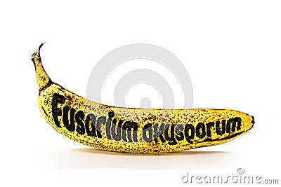 Banana contaminated by RaÃ§a Tropical 4 from panama mal, text in english written Fusarium oxysporum Stock Photo