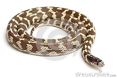 Banana eastern kingsnake or common kingsnake, Lampropeltis getula californiae Stock Photo