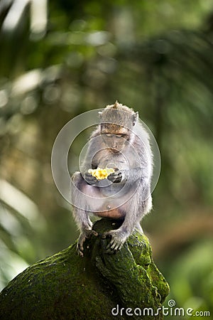 Banana eating monkey Stock Photo
