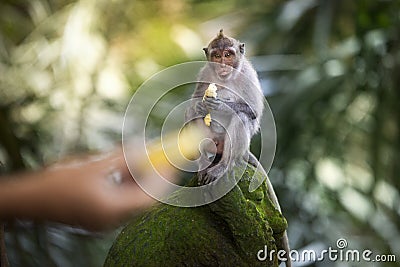 Banana eating monkey Stock Photo