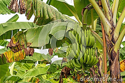 Banana Farm Stock Photo