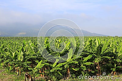 Banana farm Stock Photo