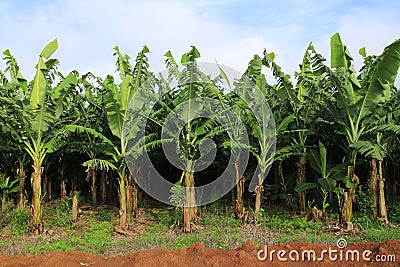 Banana farm Stock Photo